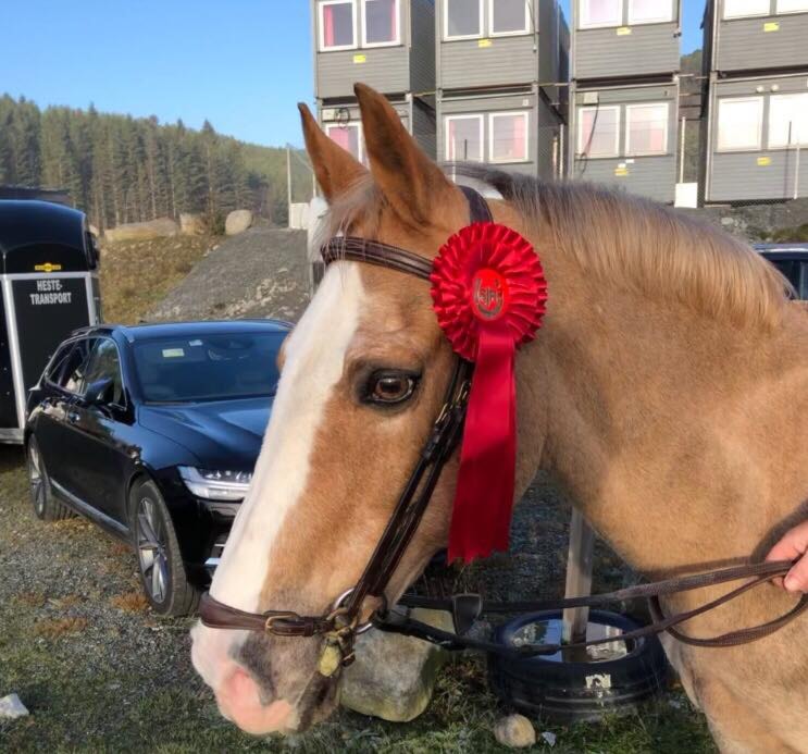 D-stevne Sandnes og Jæren Rideklubb 17-18.november 2018